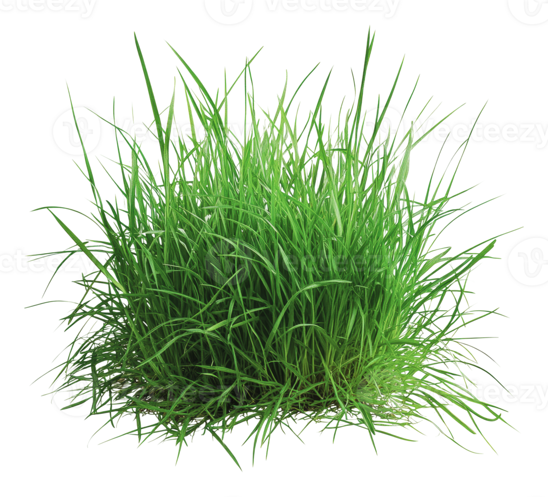 Lush green grass growing in a natural habitat png