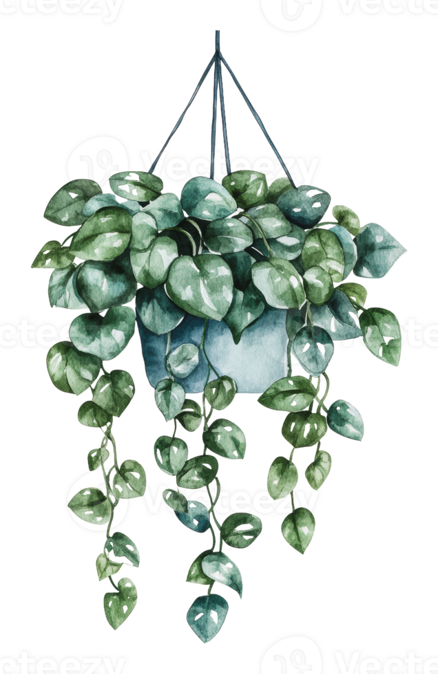 Lush green hanging plant in decorative pot png