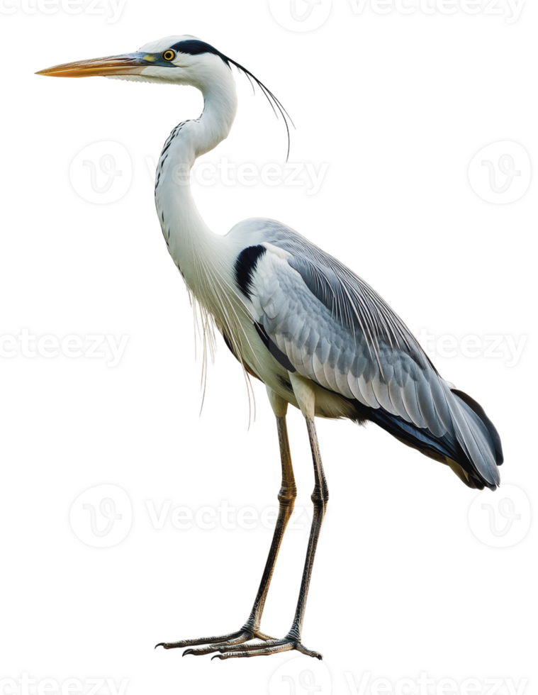 Elegant heron standing in natural habitat at dusk png