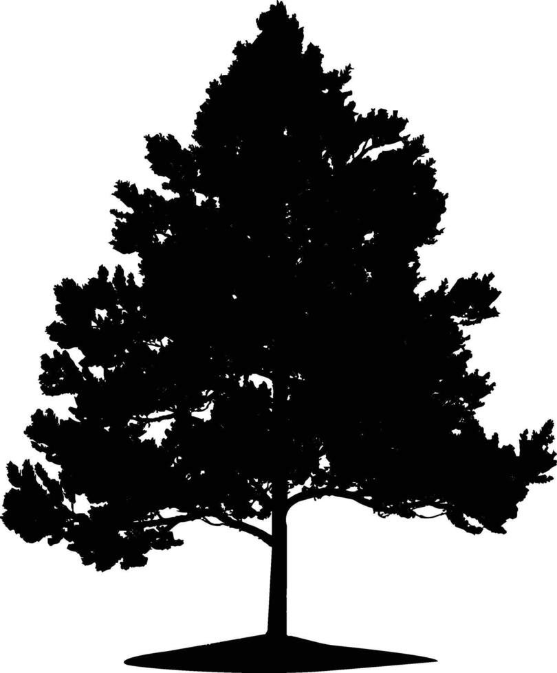 Pine tree silhouette. Fir-tree illustration isolated on white background. vector