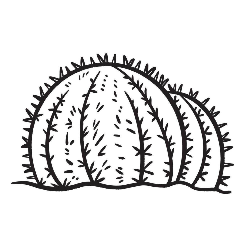 Golden barrel cactus illustration drawing isolated on square white background. Simple flat outlined black and white cartoon art styled drawing. vector