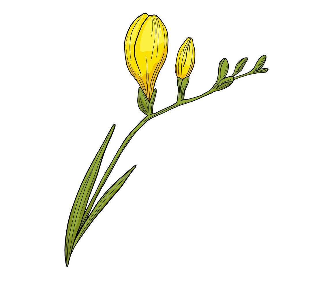 Hand drawn freesia flower with leaves illustration. color drawing isolated vector