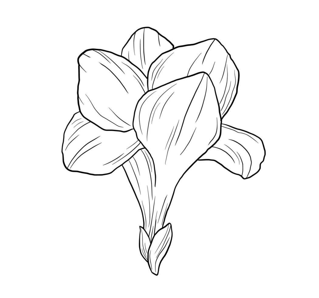 Hand drawn etching freesia flower bud in sketch style. black and white drawing vector
