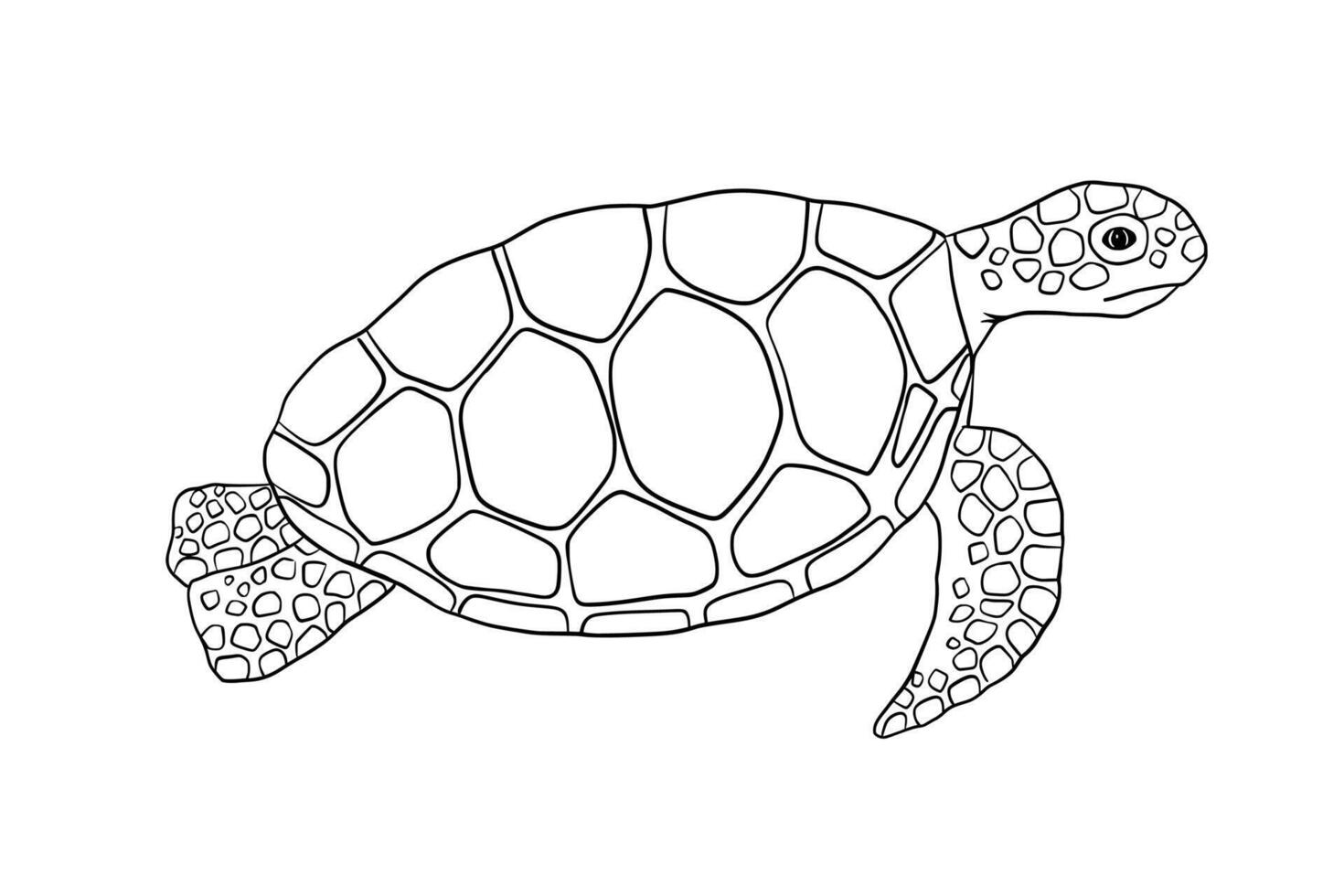 swimming outline turtle isolated on white background. Hand drawn line illustration ocean animal for coloring book vector