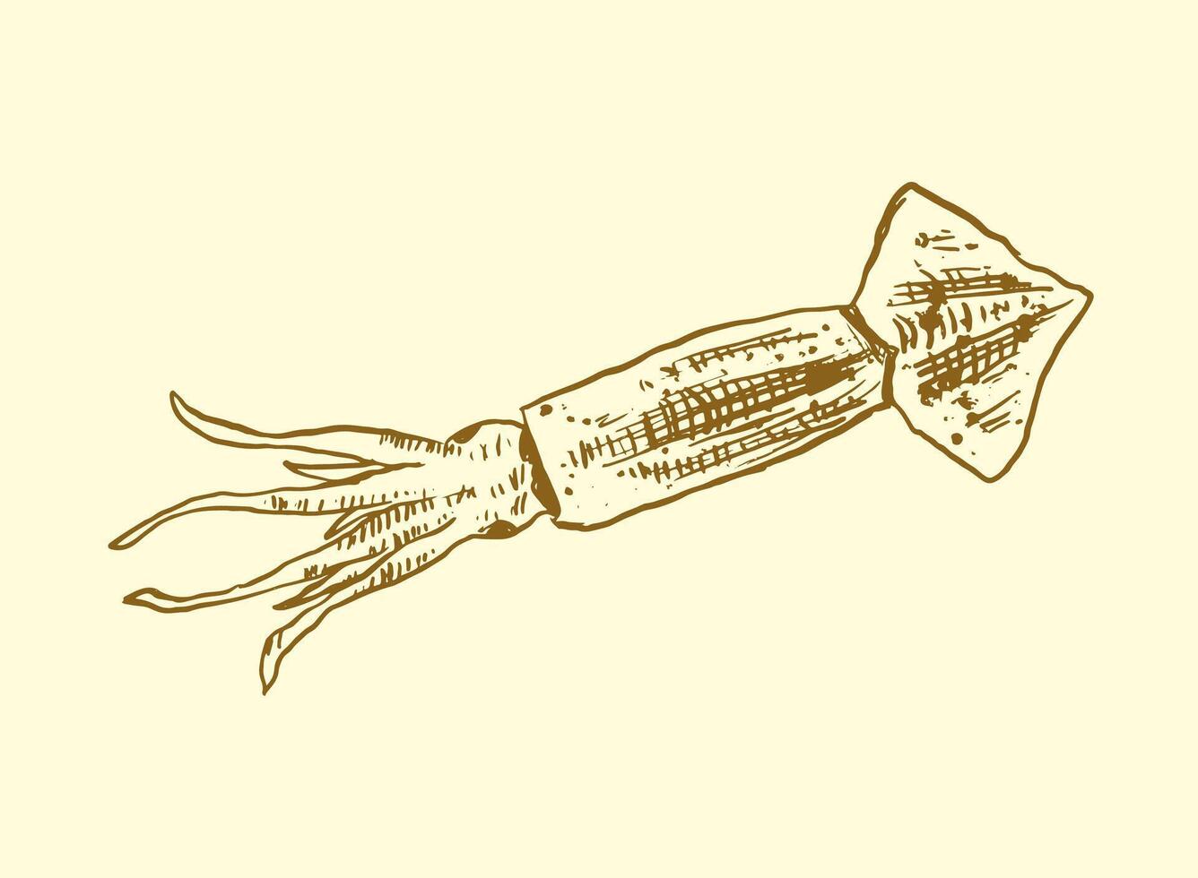 set of seafood Squid handdrawn illustration vector