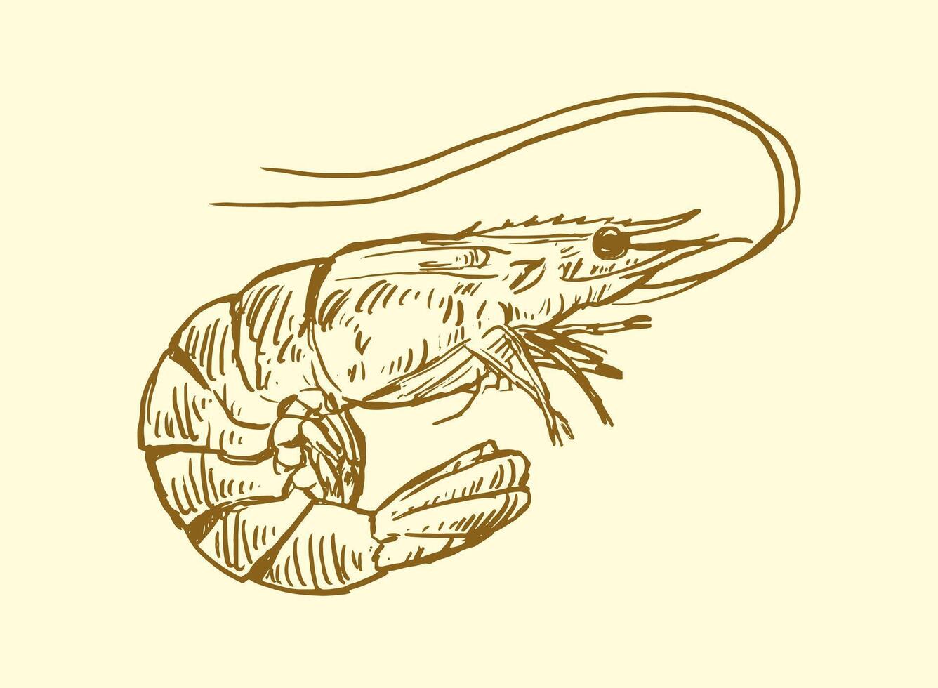 set of seafood Shrimp handdrawn illustration vector