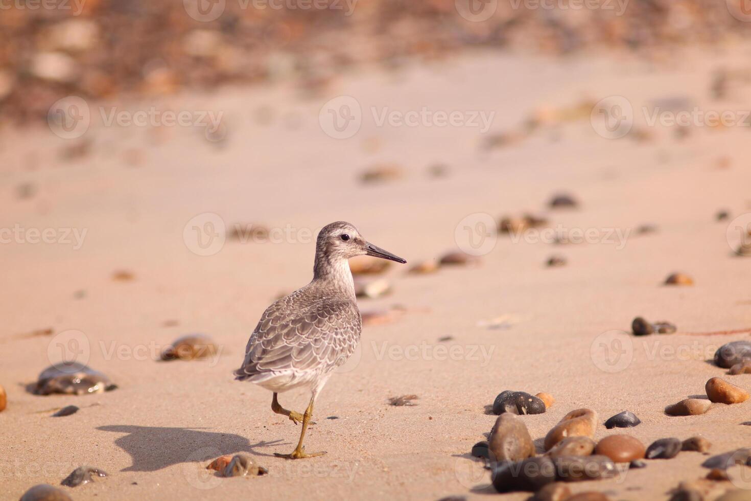 A red knot, Calidris canutus, foraging on a sandy beach surrounded by seaweed and pebbles. Ideal for nature blogs, environmental campaigns or wildlife education showing coastal ecosystems. photo