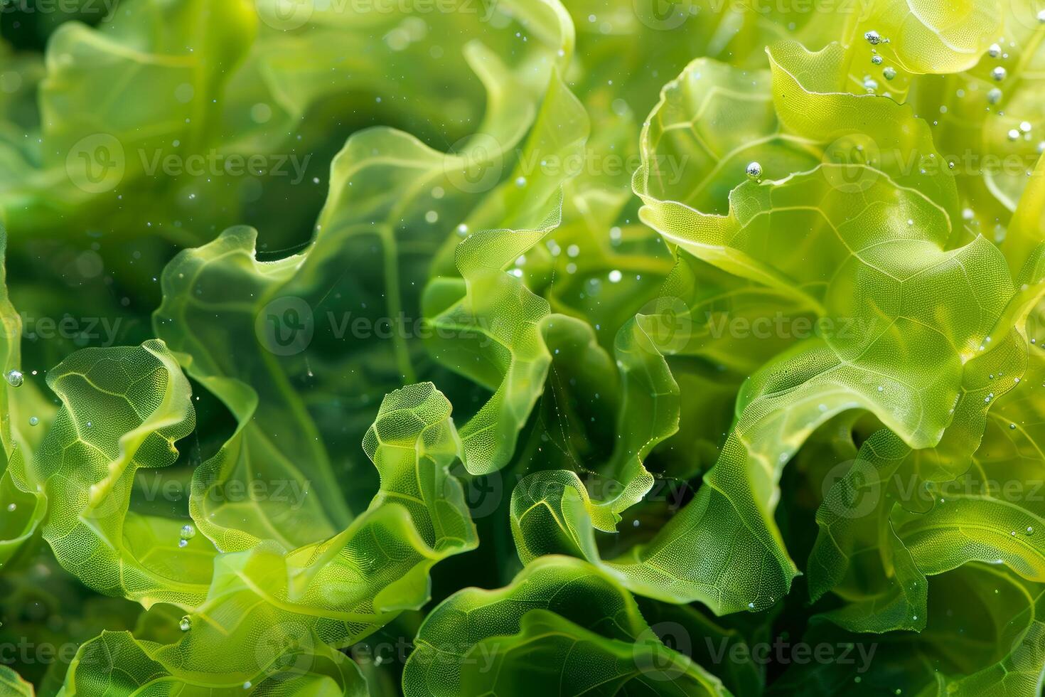 Green sea lettuce forming abstract pattern with air bubbles photo