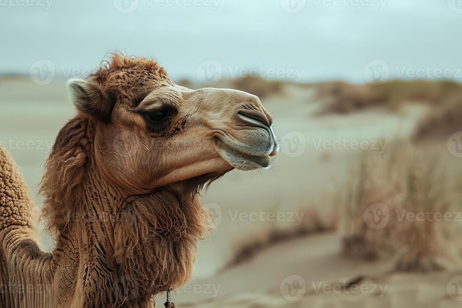 Dromedary camel is posing in the desert on a cloudy day photo