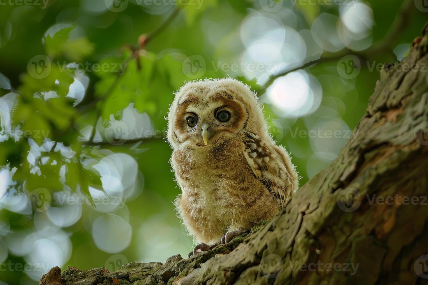 Baby tawny owl chick perched on a branch in a forest photo