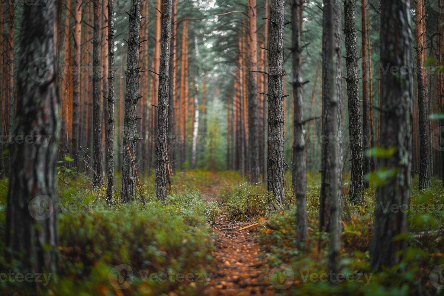 Narrow path winding through lush green forest photo