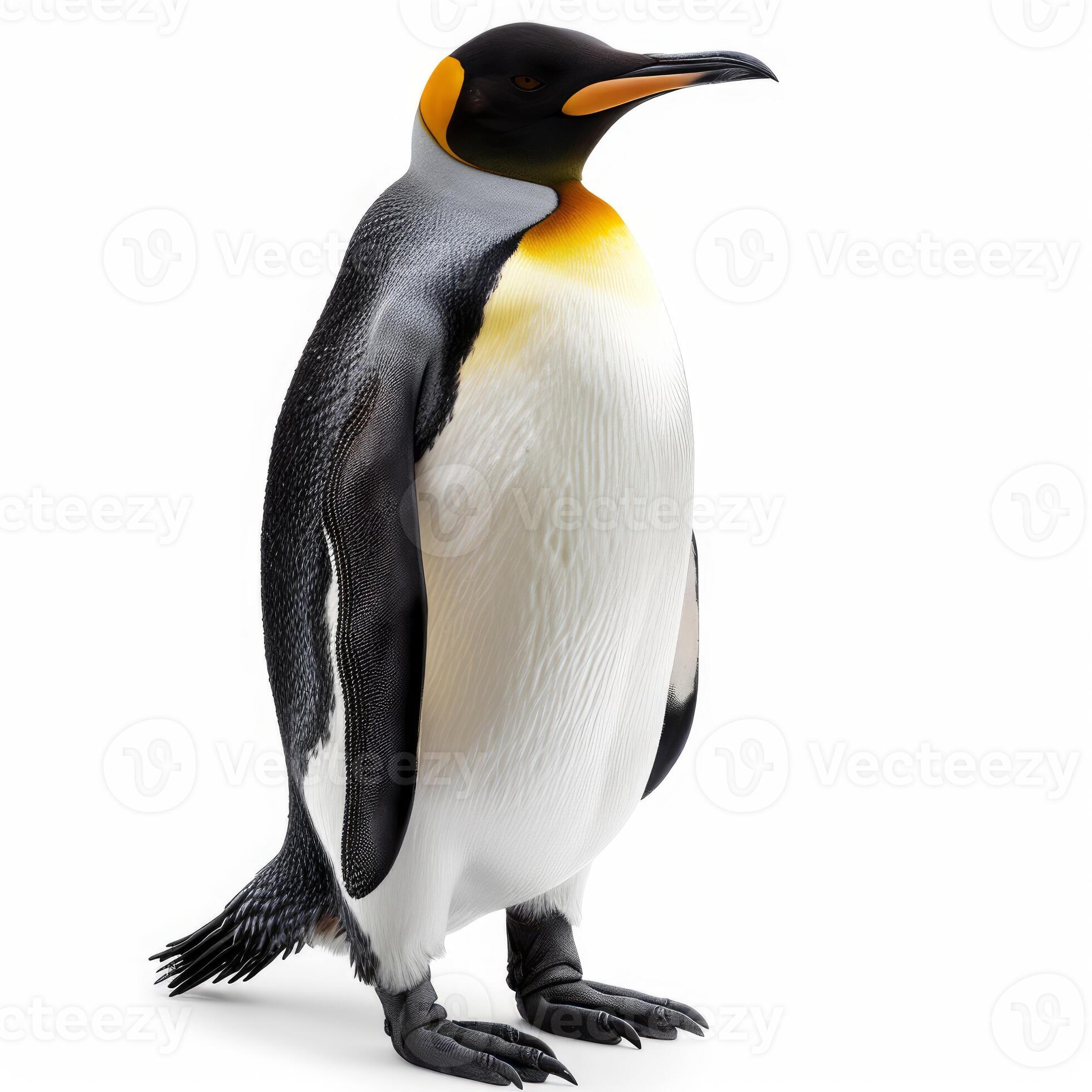 Face To Face: Witness The Majestic Emperor Penguin Up Close - 5ad0j6e