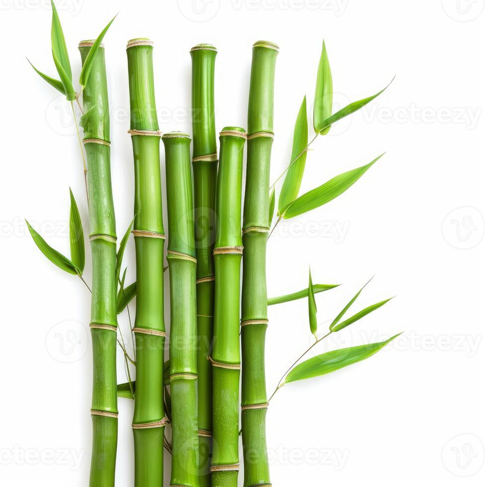 Green bamboo shoots standing tall against white background photo