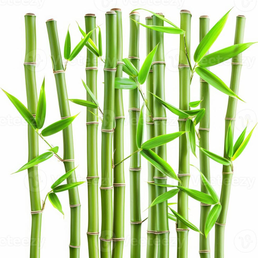 Green bamboo stalks growing with lush leaves on white photo