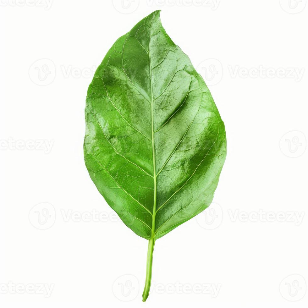 Single green leaf showing veins and stem isolated on white background photo