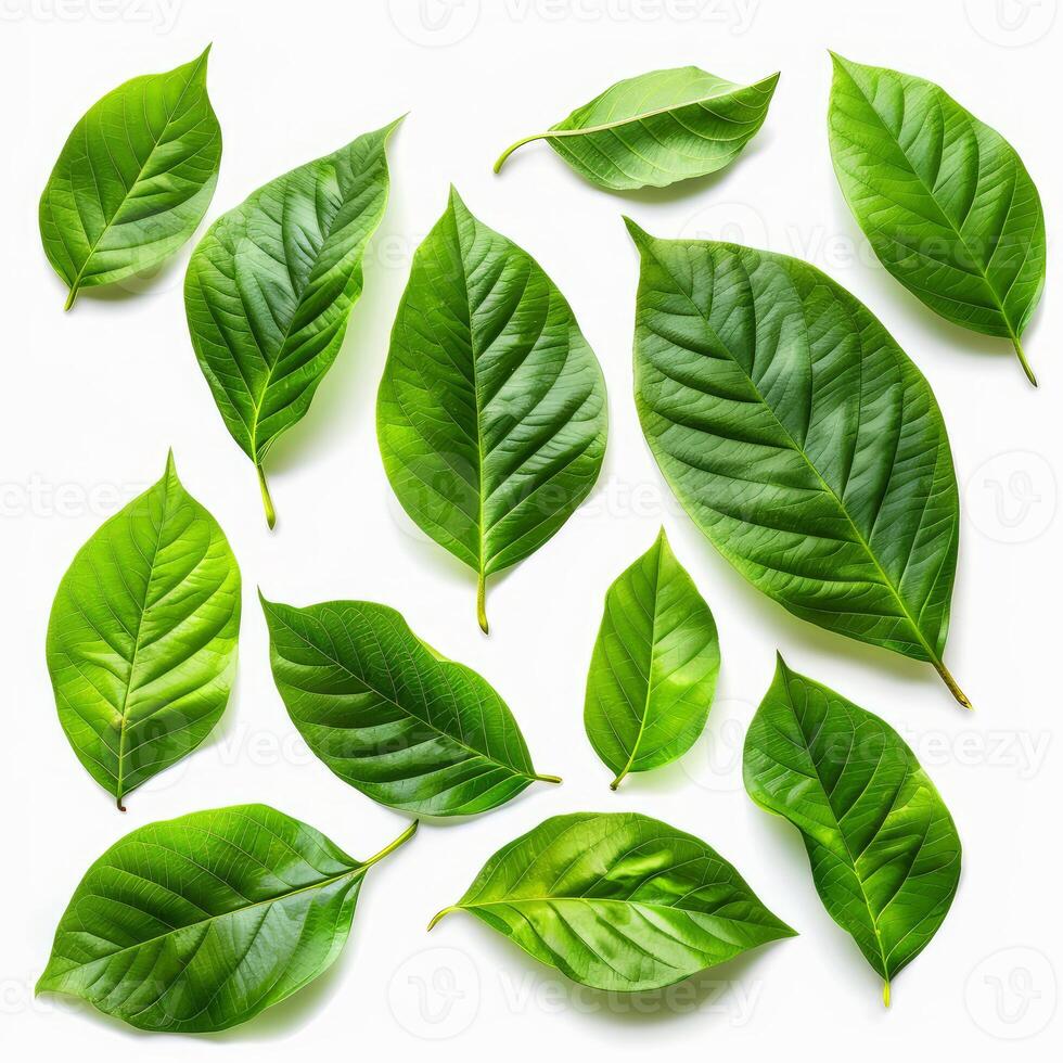 Green leaves pattern forming a beautiful composition on white background photo