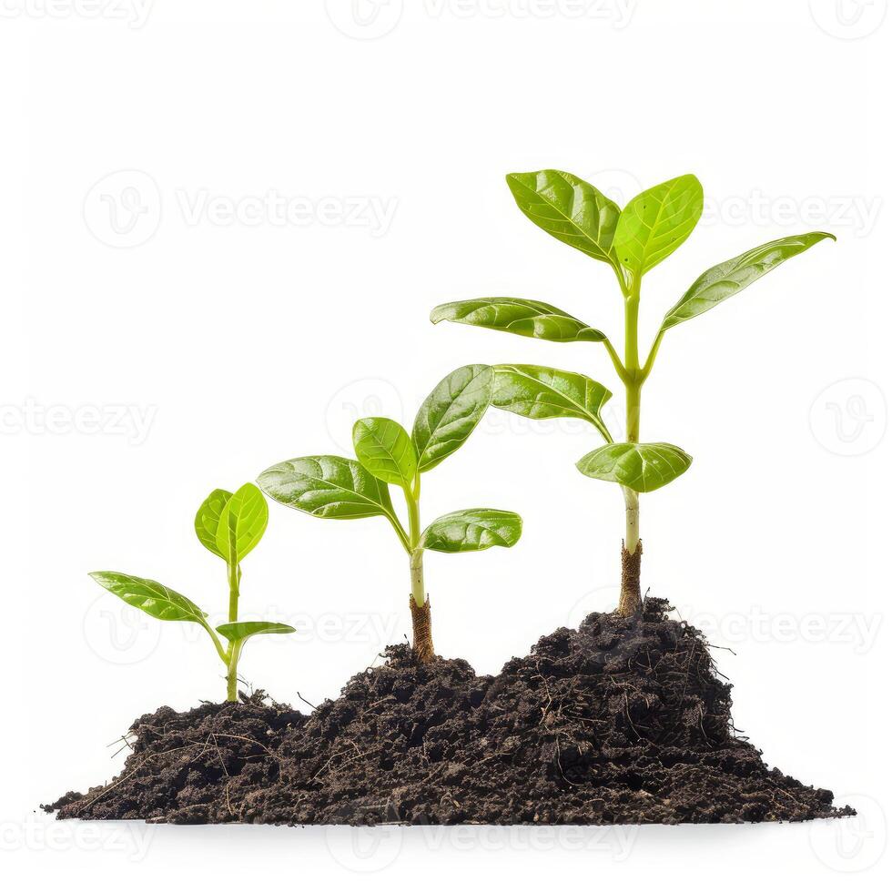 Four plants growing showing stages of development in soil photo