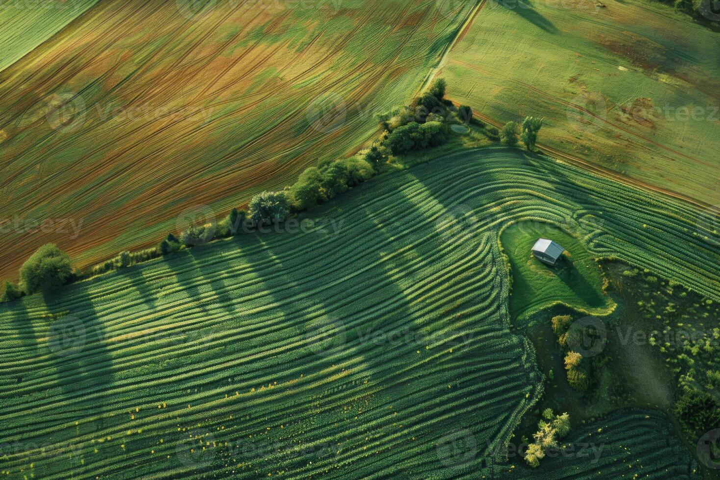 Green wavy agricultural field with small barn at sunrise, aerial view photo