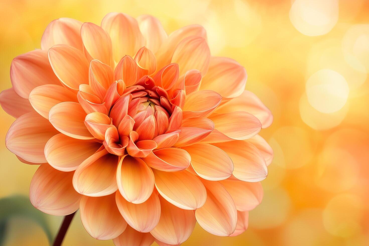 Orange dahlia blossom in warm sunlight photo