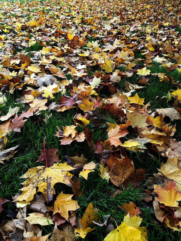 Sycamore Leaves on Grass, Autumn Season, England, UK photo