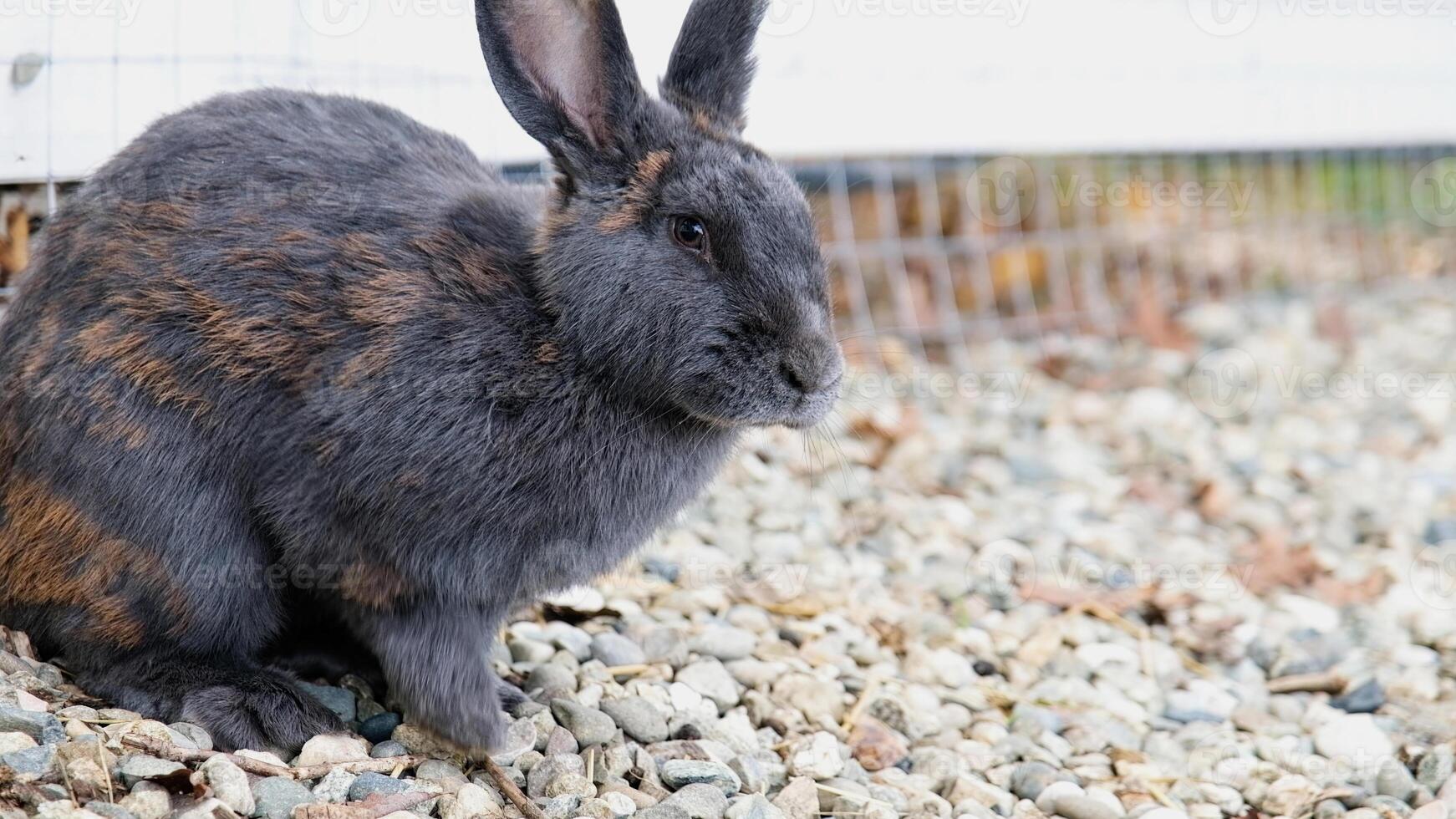 cute rabbit on the farm photo