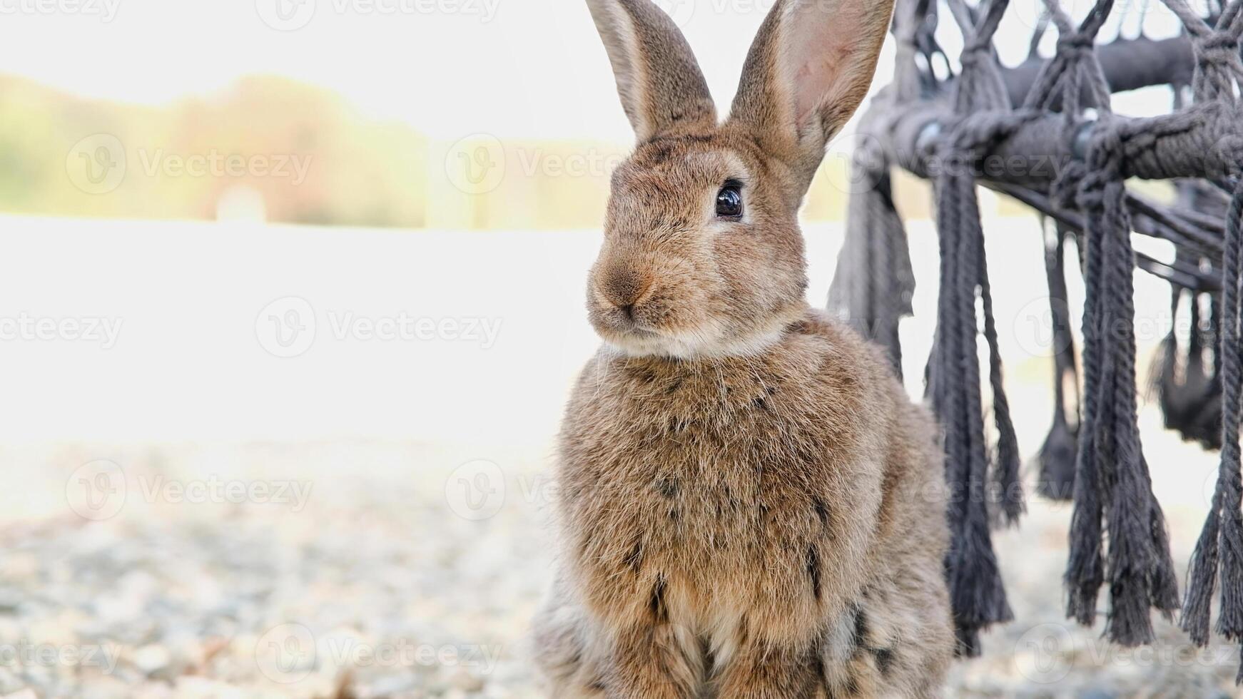 cute rabbit on the farm photo