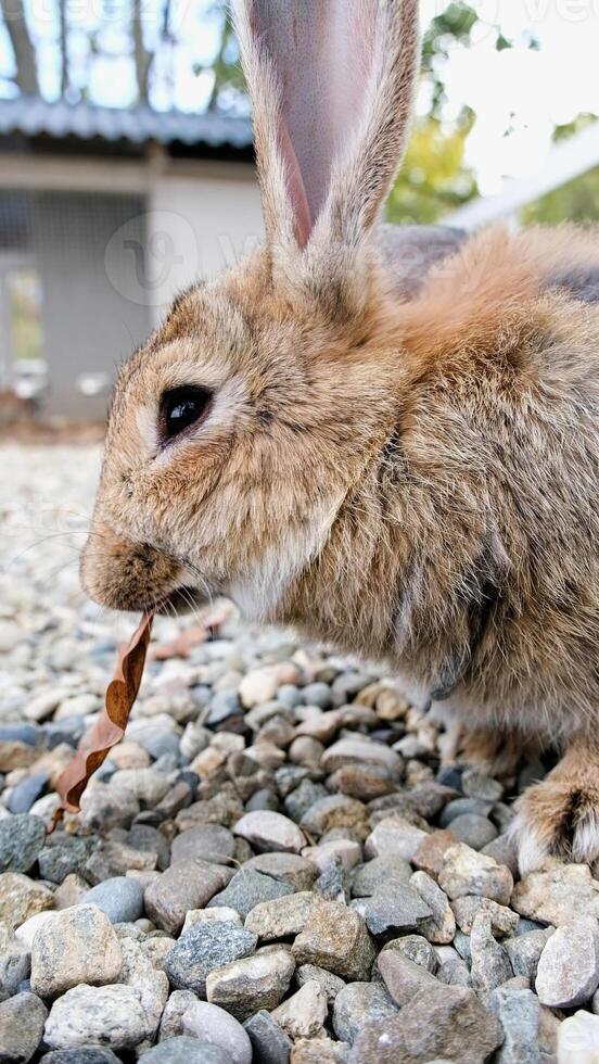 cute rabbit on the farm photo
