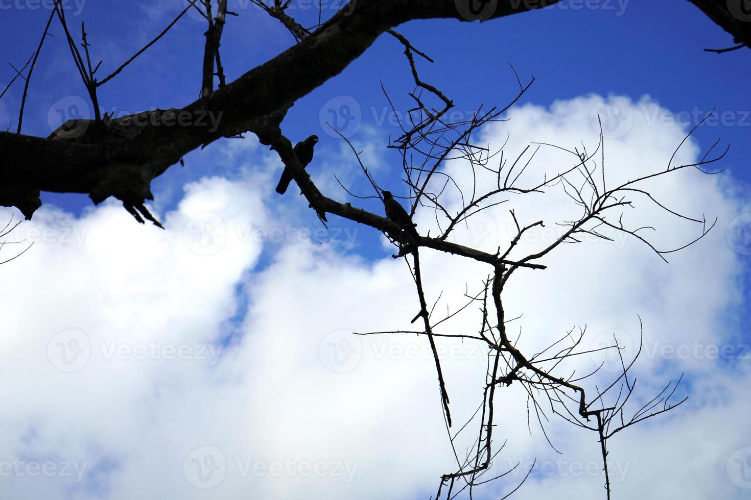 No leaves tree branches with cloud and sky in background photo