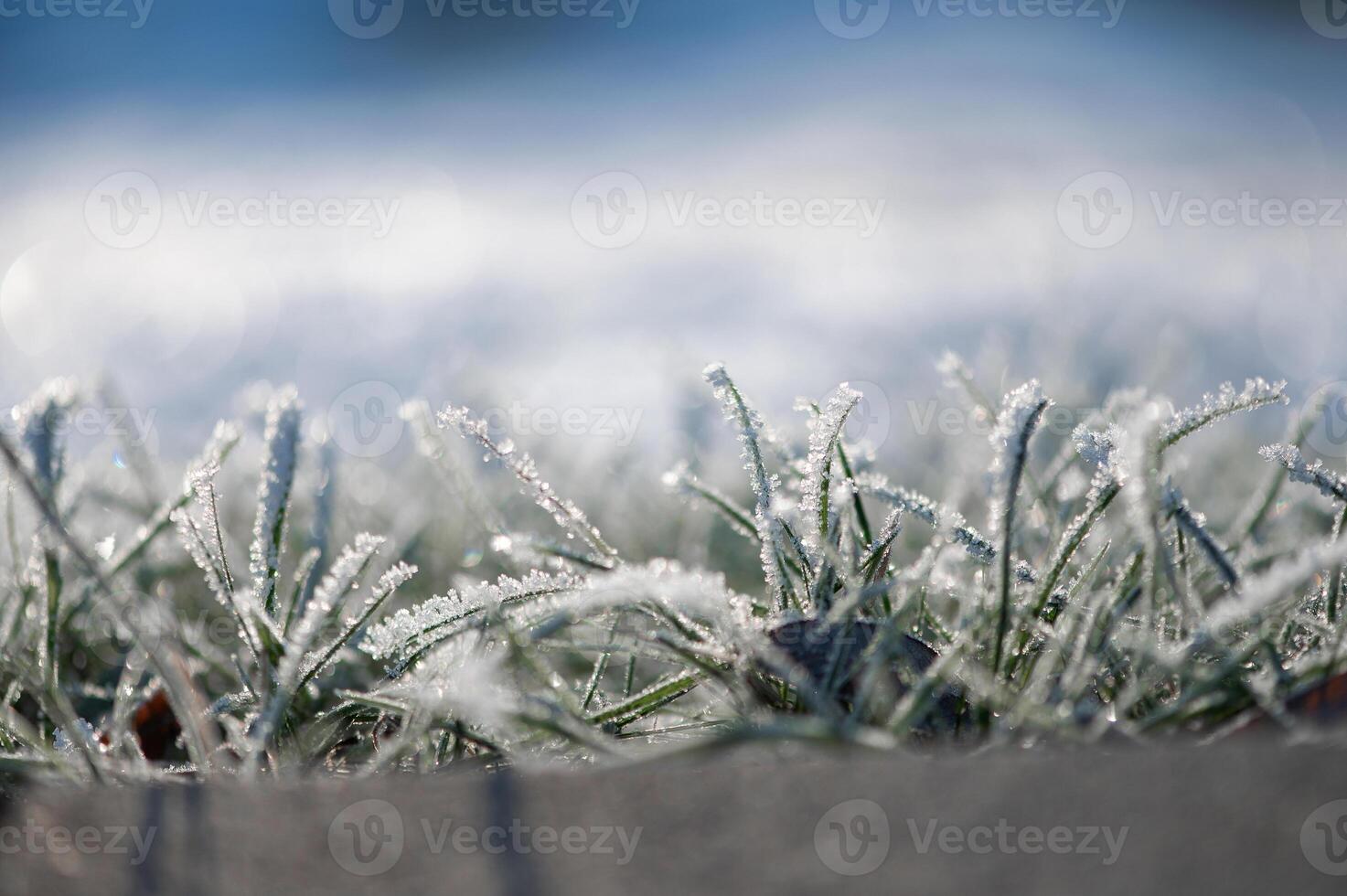 Abstract winter background with frosted grass and empty space for text, green blue and white color tones photo