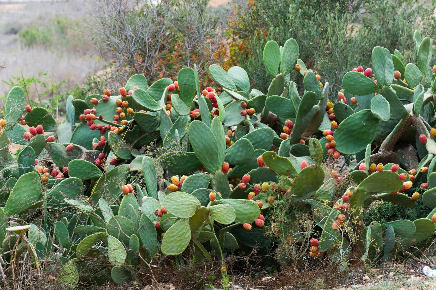 Prickly Pear Cactus with Red Flowers in Gozo, Malta photo