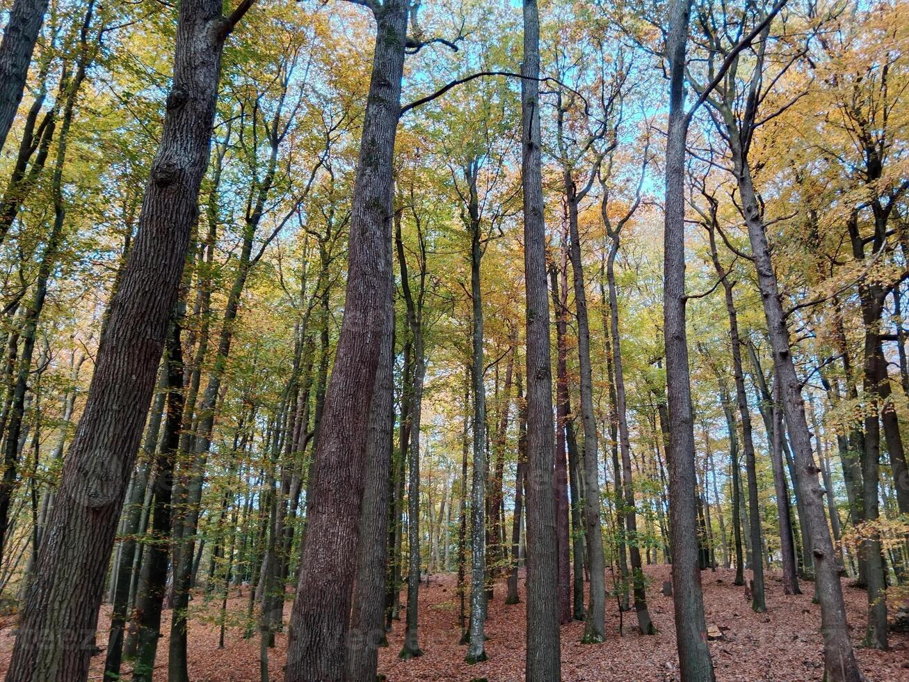 A forest with many trees in the fall photo