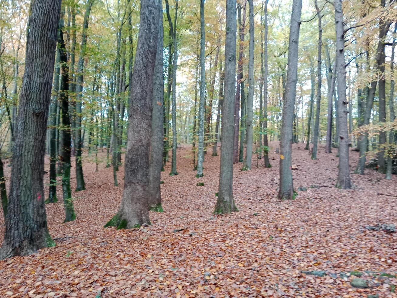 A forest with many trees and leaves on the ground photo