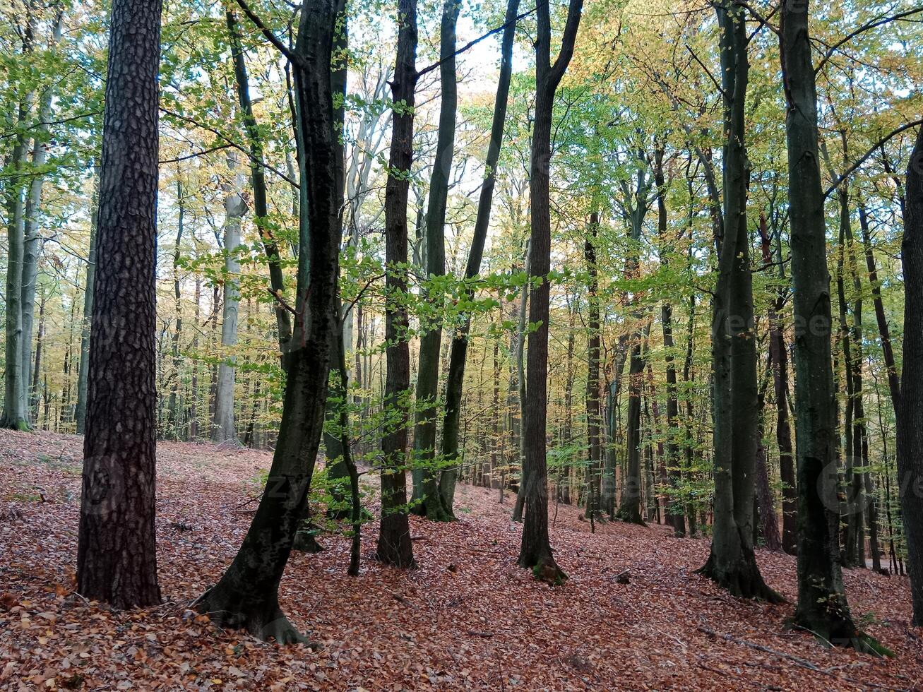 A forest with many trees and leaves photo