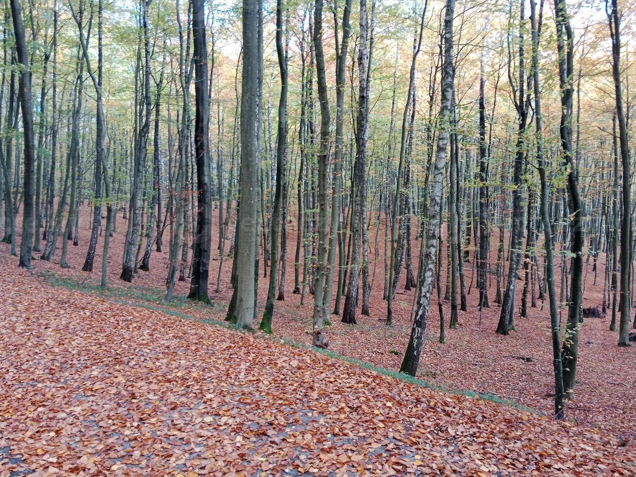 A forest with many trees and leaves on the ground photo