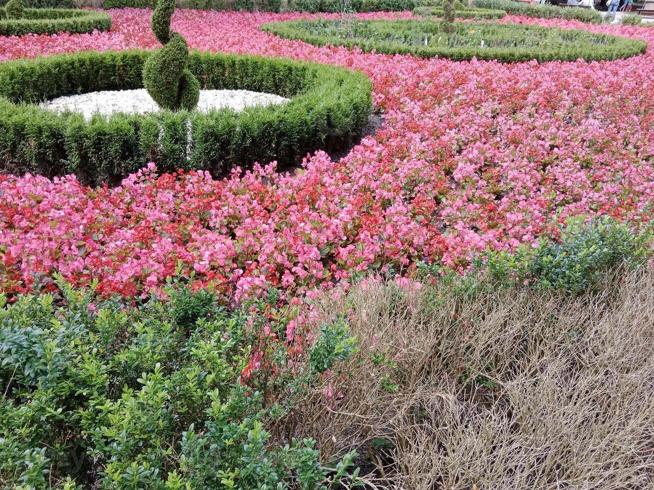 A flower garden with pink flowers and green bushes photo