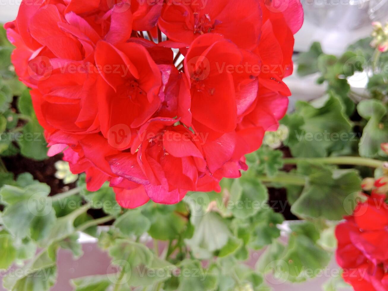A close up of a red flower photo