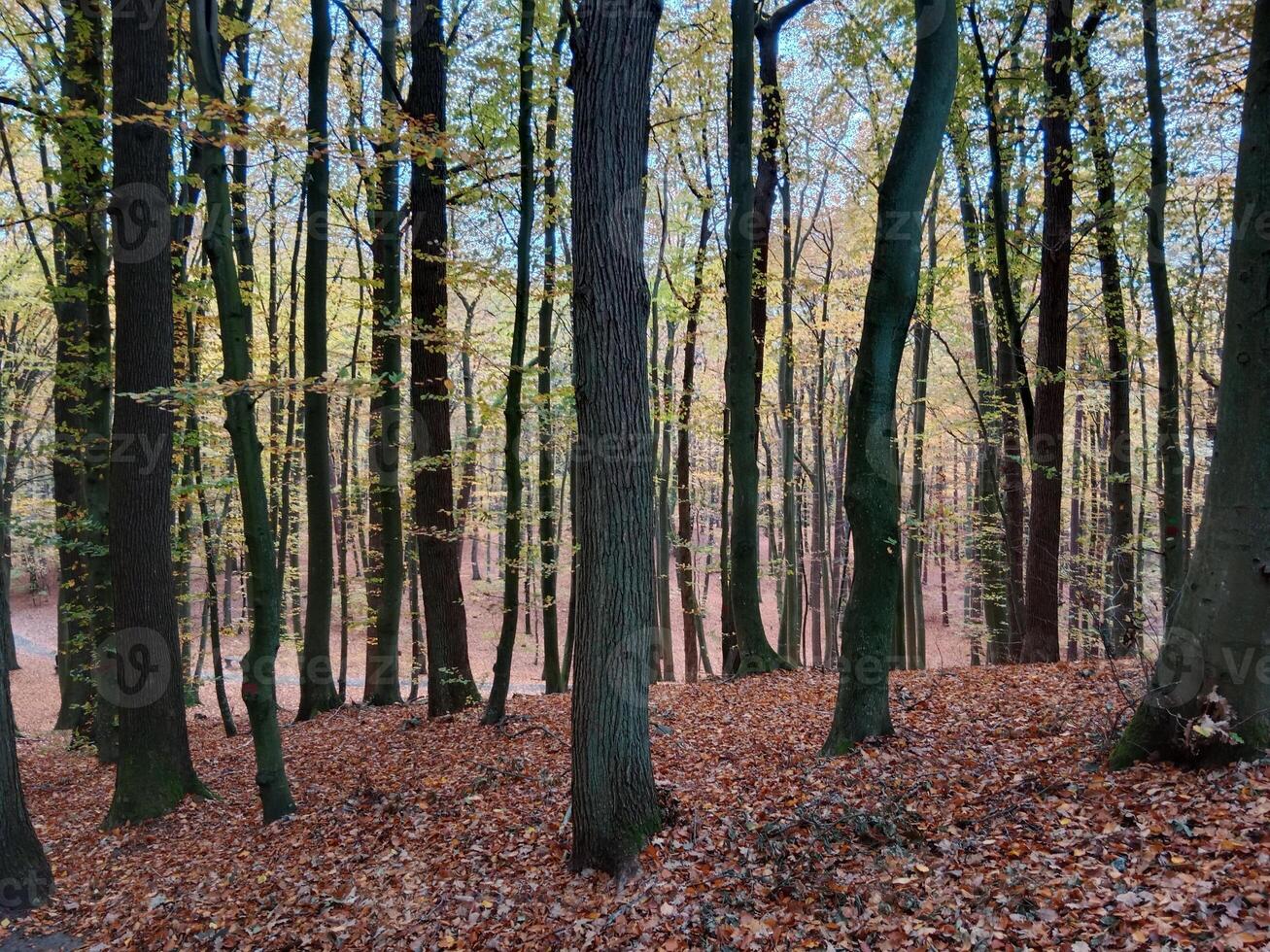 Autumn forest in the forest of the north of the germany photo