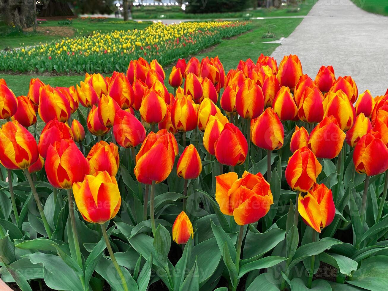 Field of red and yellow tulips , Flower garden in switzerland. photo