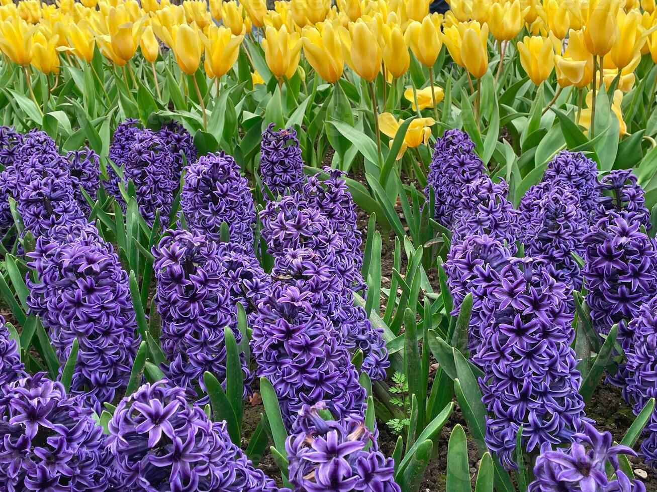 Field of yellow tulips and blue hyacinths, Flower garden in switzerland. photo