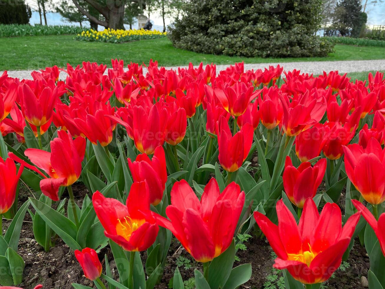 Field of red tulips , Flower garden in switzerland. photo