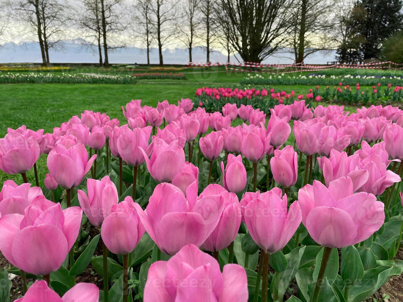 Field of pink tulips , Flower garden in switzerland. photo