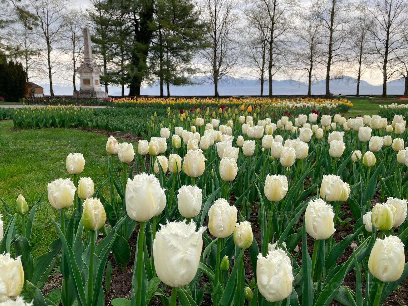 Field of white tulips, Flower garden in switzerland. photo