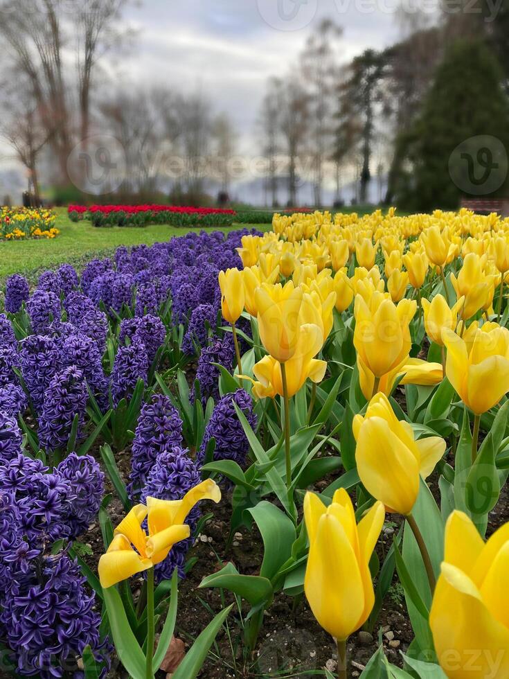 Field of yellow tulips and blue hyacinths, Flower garden in switzerland. photo