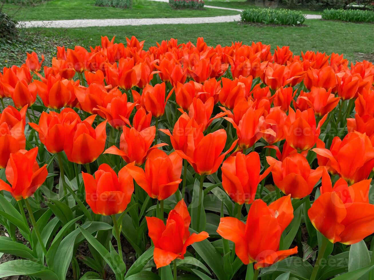Field of orange tulips, Flower garden in switzerland. photo