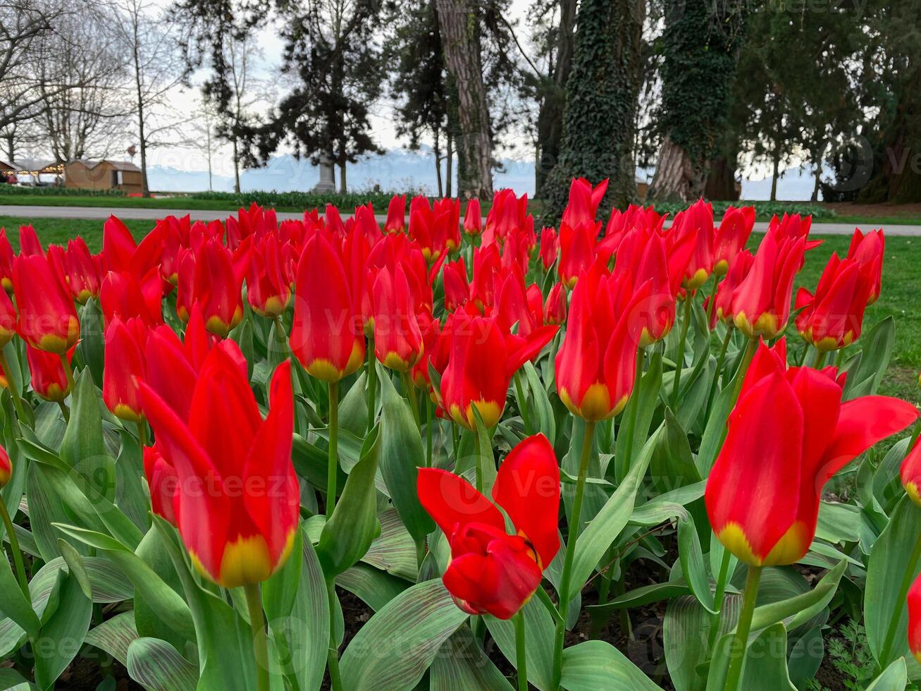 Field of red tulips , Flower garden in switzerland. photo