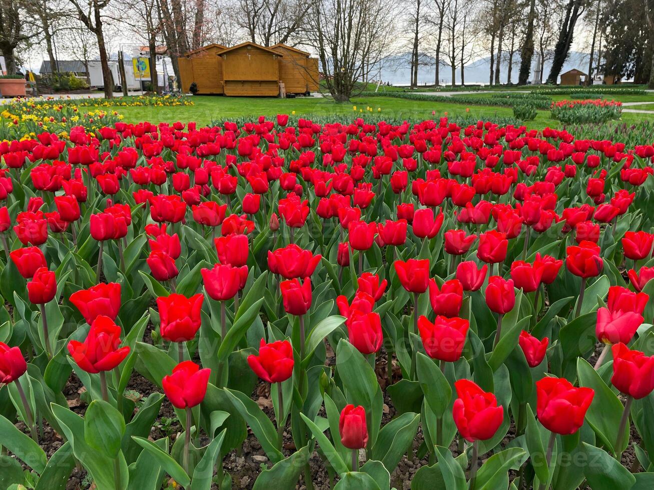 Field of red tulips , Flower garden in switzerland. photo