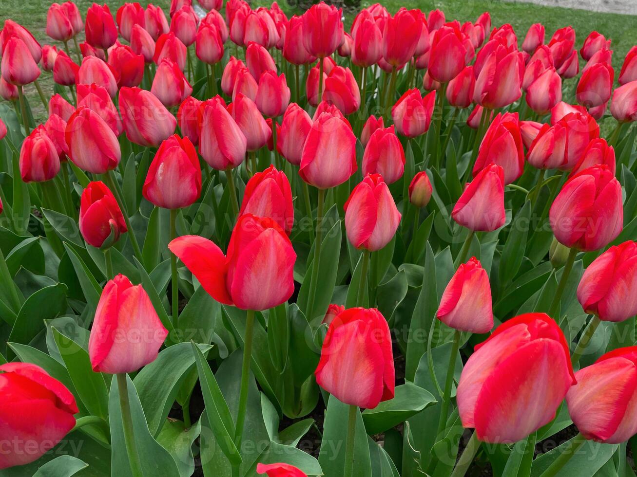 Field of red tulips , Flower garden in switzerland. photo