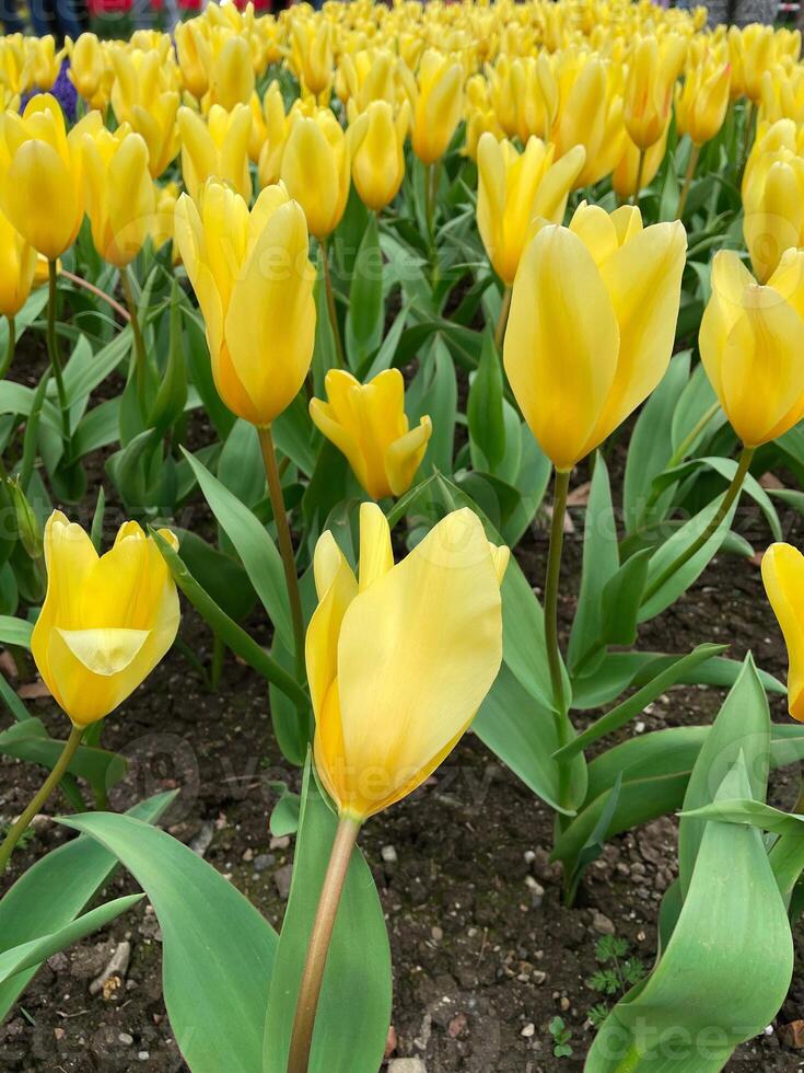 Field of yellow tulips , Flower garden in switzerland. photo