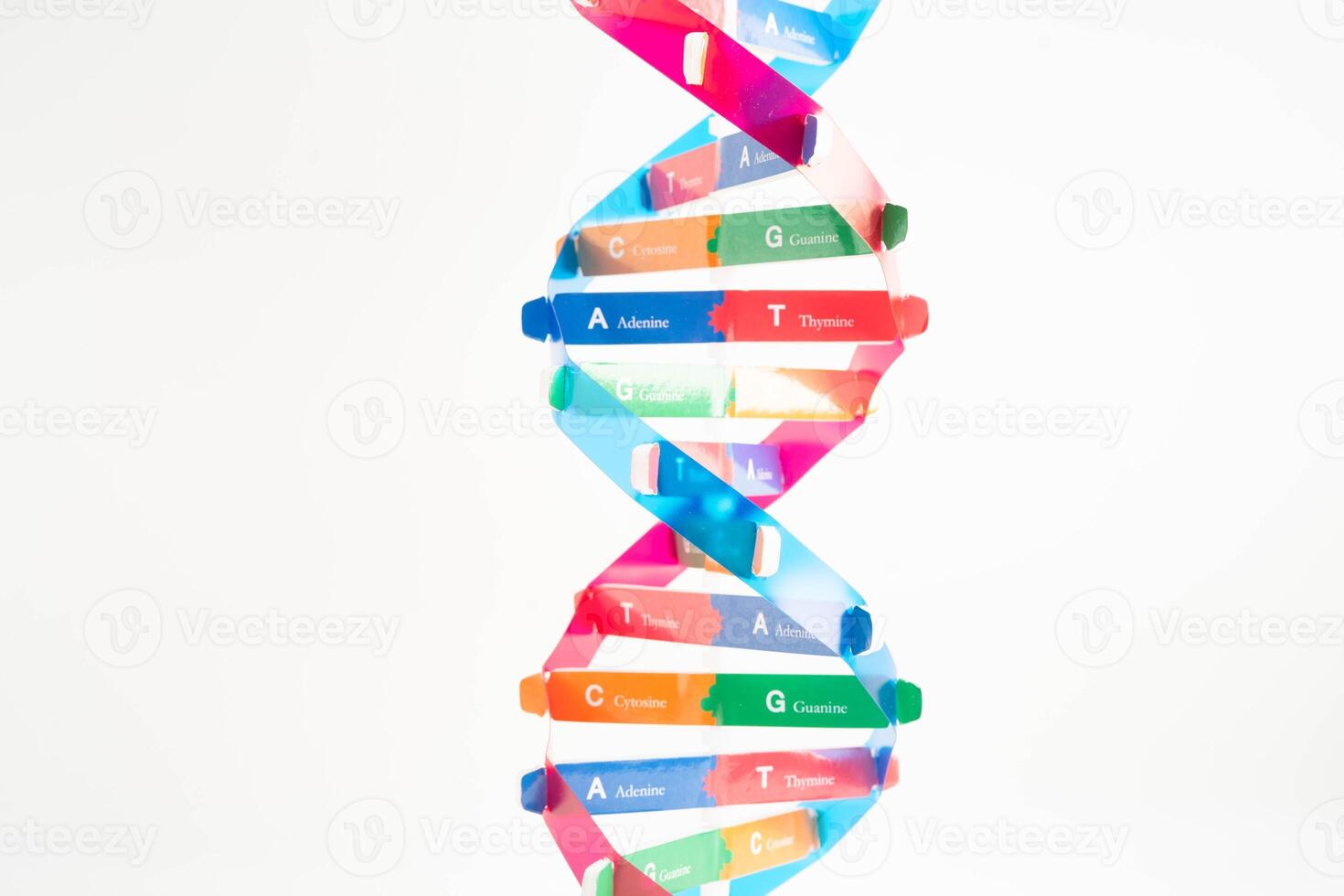 DNA molecule spiral structure model isolated on white background, chromosome and gene chemical science biology. photo