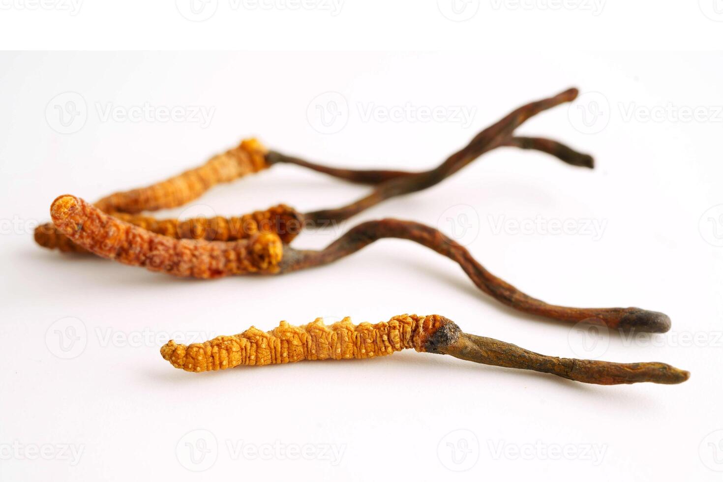 Cordyceps sinensis or Ophiocordyceps sinensis isolated on white background, mushroom herb treatment medicine. photo